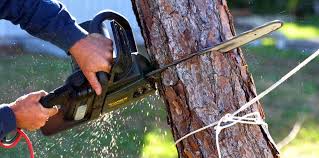 How Our Tree Care Process Works  in Archbold, OH